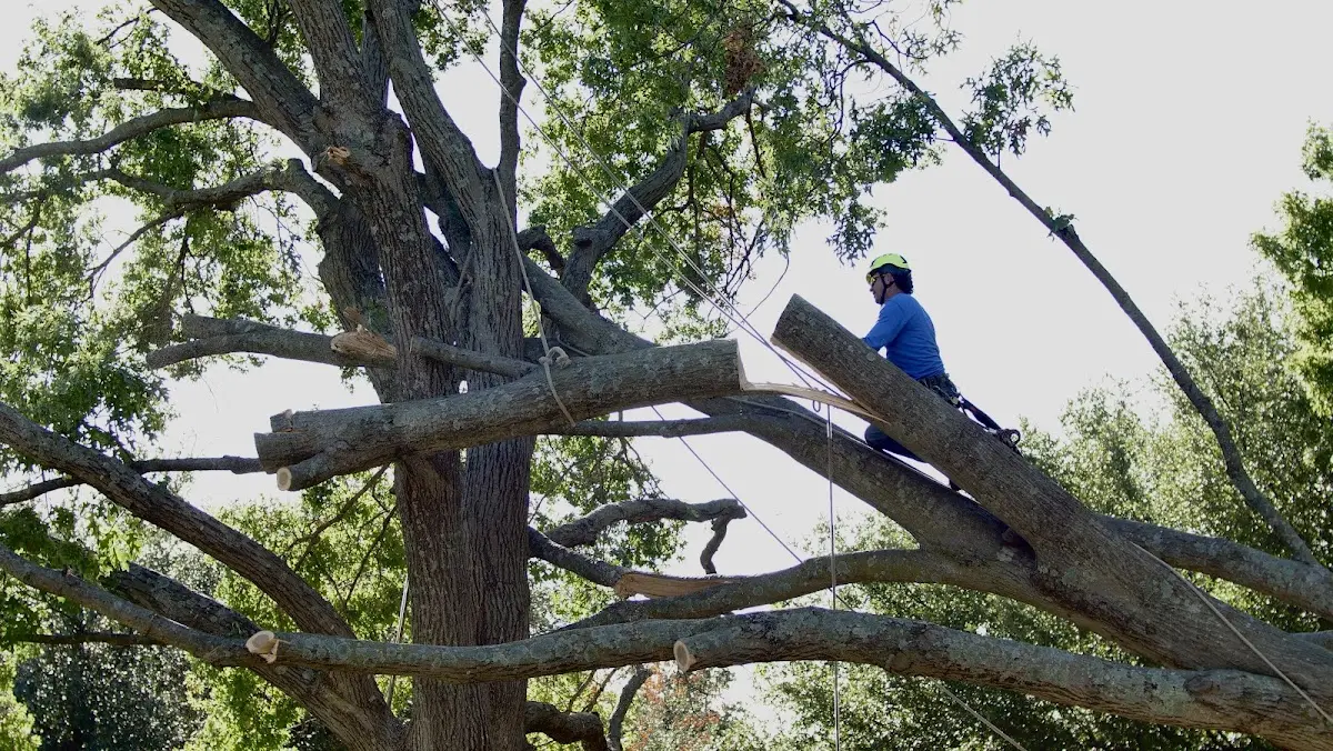 Professional Crown Thinning performed by certified arborists in Keota